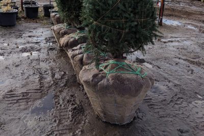 Evergreen tree - wire basket sizing