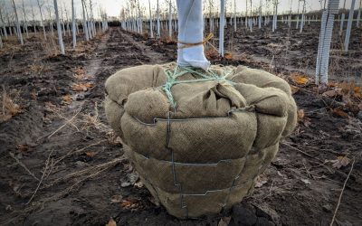 Properly harvesting shade trees