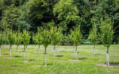 Planting Field-Grown Trees