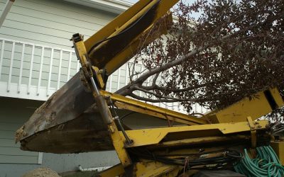 Transplanting Tree Questions