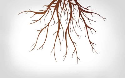 Tree Root Questions