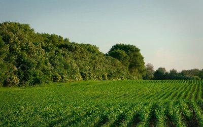 Vegetated wind breaks